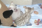 Gatitos de Bengala - mejor precio | unprecio.es