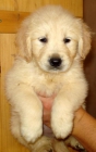 Golden Retriever - mejor precio | unprecio.es