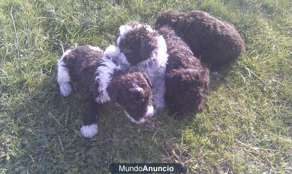 perros de agua