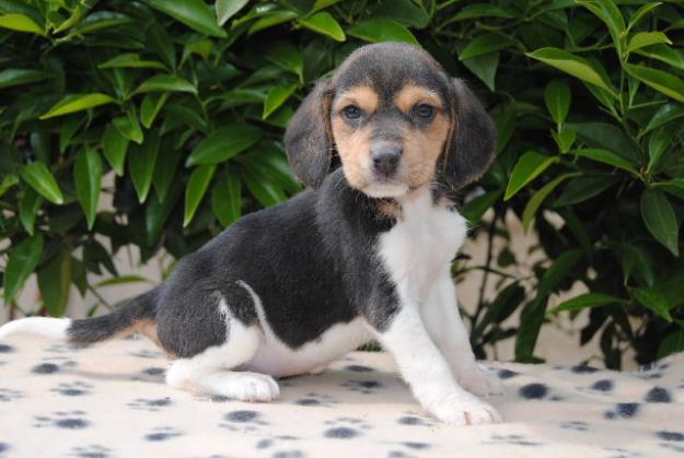 Preciosos cachorritos beagle, precio especial julio 190€