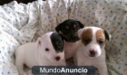 Regalo Jack Russell Terrier - mejor precio | unprecio.es