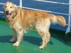APAREAMIENTO GOLDEN RETRIVER: SE OFRECE HERMOSO MACHO CON PEDEGRI - mejor precio | unprecio.es