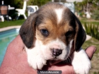 beagles en el cuervo - mejor precio | unprecio.es