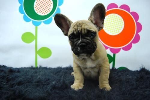 BULL DOG FRANCES      CACHORRITOS AL ALCANZE DE TU MANO POR UN PRECIO MUY BAJO