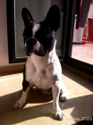 Bullgdog frances macho busca hembra para monta - mejor precio | unprecio.es