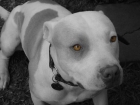 comprar perro raza pitbull blanco con manchas grises zaragoza españa - mejor precio | unprecio.es
