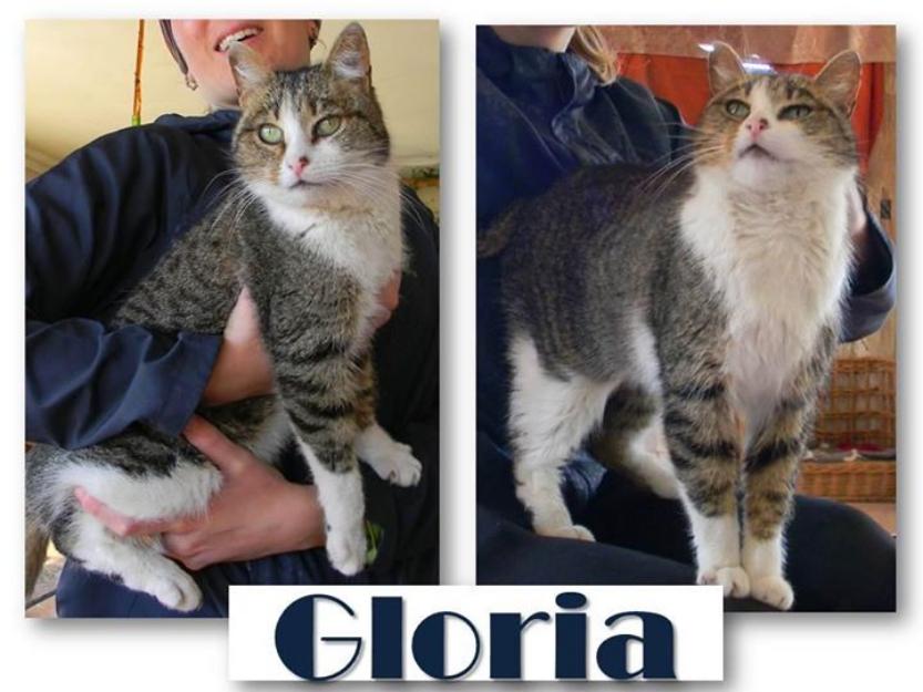 Gloria, un solete de gata y parace invisible, nadie se fija en ella