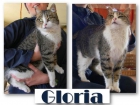 Gloria, un solete de gata y parace invisible, nadie se fija en ella - mejor precio | unprecio.es