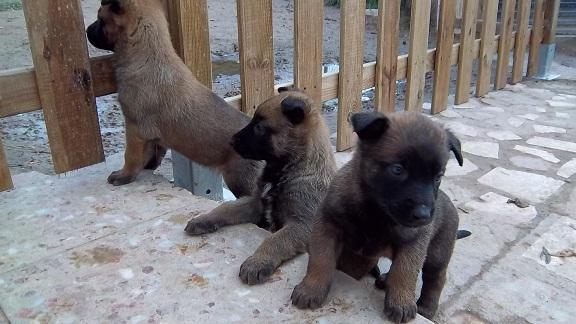 impresionantes cachorros de pastor belga malinois