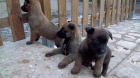 impresionantes cachorros de pastor belga malinois - mejor precio | unprecio.es
