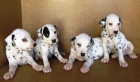 preciosos cachorros dalmatas - mejor precio | unprecio.es