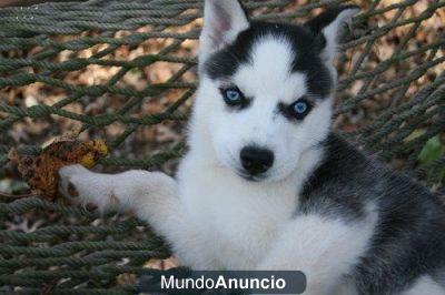 Regalo Cachorros de Siberian Husky