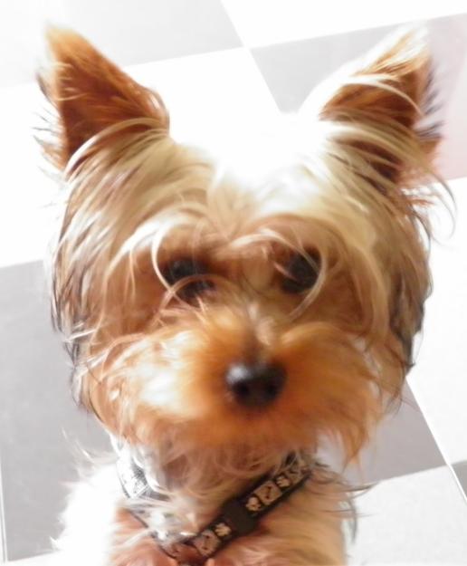 SE BUSCA YORKSHIRE TERRIER, RESPONDE A NOMBRE DE ROCKY