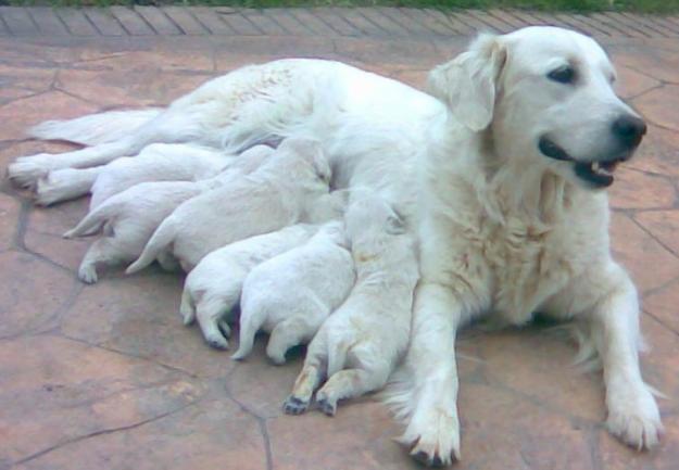 Se venden cachorros de Golden retriever