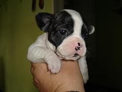 vendo adulta de frances