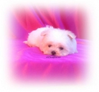 bichon maltes - mejor precio | unprecio.es