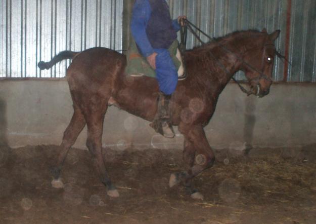 CABALLO CASTAÑO A-á, .