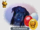 PASEO DE PERROS6+EDUCACION BASICA - mejor precio | unprecio.es