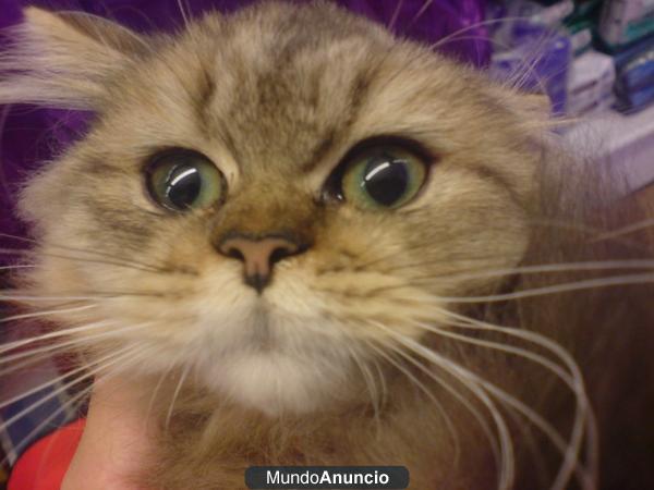 PERSA  ,gatos en aquanatura