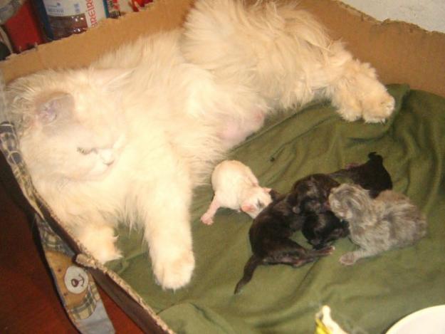 Persas de 2 meses: 1 blanco, 1 azul y 3 negros