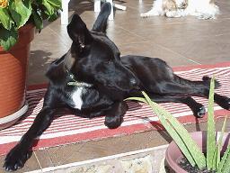 Se da en adopcion Cruce pastor belga 6 meses