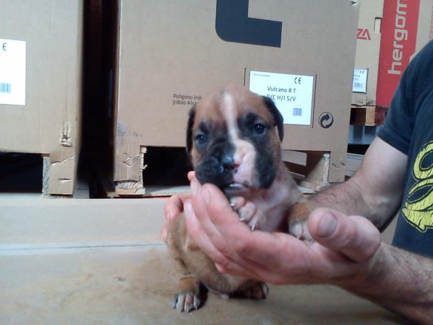 se venden cachorros boxer economicos