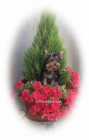 yorkshire terrier - mejor precio | unprecio.es