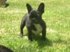 Cachorros bulldog francés - mejor precio | unprecio.es
