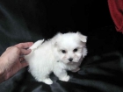 bichon maltes 255 euros linea americana - mejor precio | unprecio.es