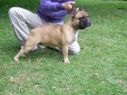 BULLDOG FRANCES CON BUEN PEDIGREE SE OFRECE PARA MONTAS - mejor precio | unprecio.es