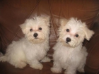 cachorro maltese para la venta - mejor precio | unprecio.es