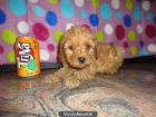 CANICHE TOY 500€ - mejor precio | unprecio.es