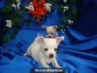 chiguaguas miniatura preciosos machos y hembra - mejor precio | unprecio.es