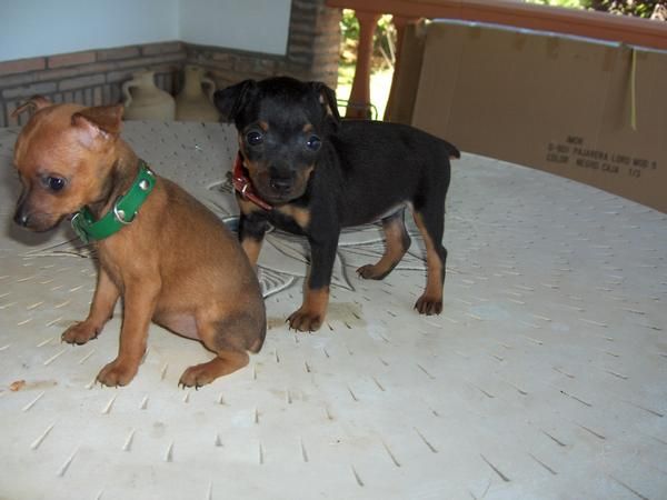 pinscher miniatura 300 EUROS