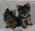 VENDO YORKSHIRE TERRIER MINI - mejor precio | unprecio.es