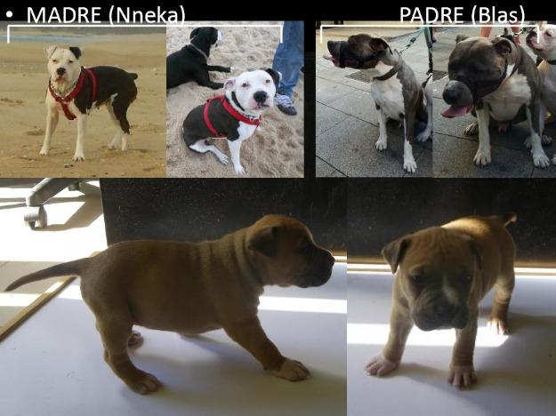 Venta de 4 cachorros de American Stanford
