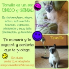Tomillo, único y genial, adopción en Madrid - mejor precio | unprecio.es
