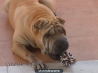 busco hembra sharpei para criar - mejor precio | unprecio.es