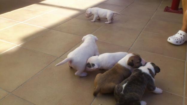 Camada de Bull Terrier