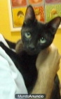 Centeno gatitos de 6 meses - mejor precio | unprecio.es
