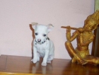 Chihuahua Hembra - mejor precio | unprecio.es