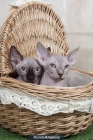 Hembras y macho raza sphynx - mejor precio | unprecio.es