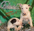 Preciosos bullterrier,economicos - mejor precio | unprecio.es