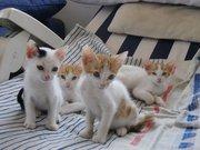 Tengo 4 gatitos y su madre que buscan un hogar