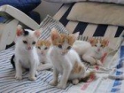 Tengo 4 gatitos y su madre que buscan un hogar - mejor precio | unprecio.es
