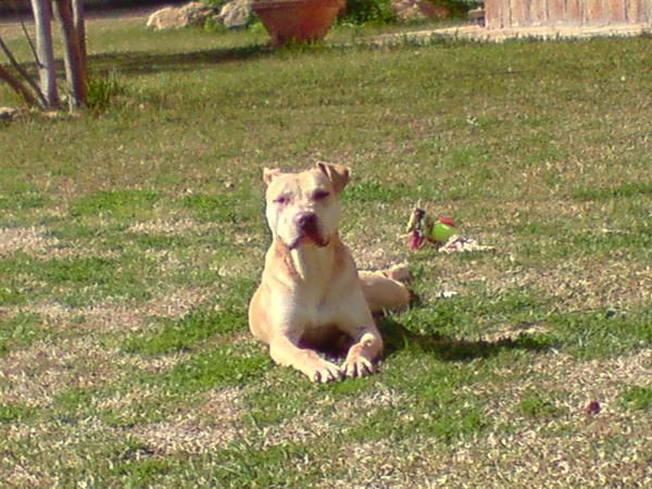 Ultima cachorra american pitbull terrier