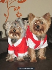 vendo yorkshire terrier - mejor precio | unprecio.es