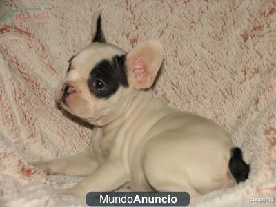 160€ CACHORRITA BULLDOG FRANCÉS Se vende cachorrito de Bulldog Francés, hembra, blanca