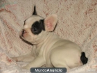 160€ CACHORRITA BULLDOG FRANCÉS Se vende cachorrito de Bulldog Francés, hembra, blanca - mejor precio | unprecio.es