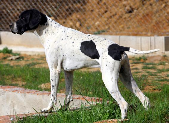 POINTER MACHO CAMPEÓN DE ESPAÑA PARA MONTAS